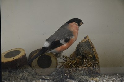 Lot 1503 - TAXIDERMY; a cased model of a bullfinch, 31 x...