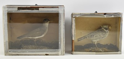 Lot 373 - Two cased taxidermy grey-tailed tattlers (one...