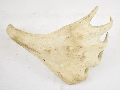 Lot 378 - An antler section, length 32cm.