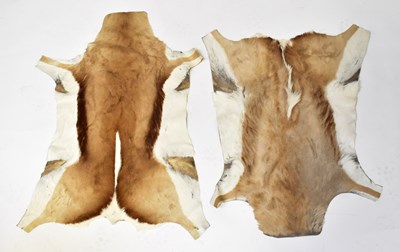 Lot 198 - Two springbok hides and two blesbok hides (4).