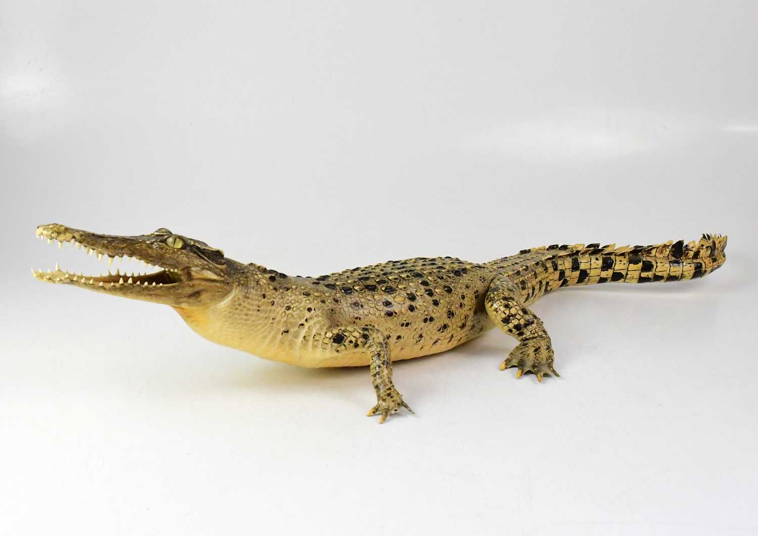 Lot 199 - A juvenile saltwater crocodile (Crocodylus...