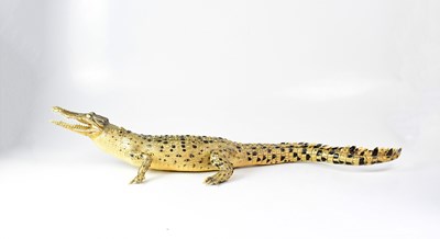 Lot 199 - A juvenile saltwater crocodile (Crocodylus...