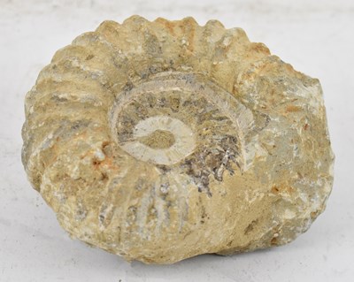 Lot 364 - An ammonite fossil, width 14cm.