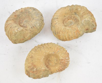 Lot 350 - A group of three ammonite fossils.