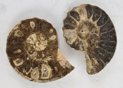 Lot 414 - Two cross-sections of an ammonite fossil.