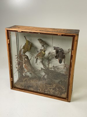 Lot 13 - TAXIDERMY; a group of six birds in...