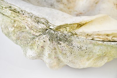 Lot 225 - NATURAL HISTORY; a giant fossil clam shell...