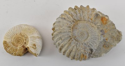 Lot 342 - A ammonite fossil, width 16.5cm, together with...