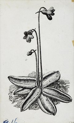 Lot 1010 - CHARLES FREDERICK TUNNICLIFFE; ink drawing,...