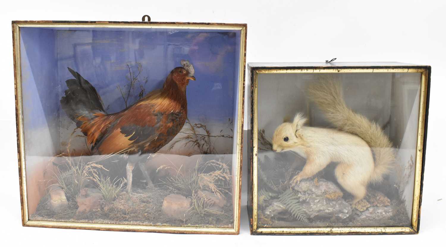 lot-327-a-taxidermy-chicken-mounted-in-glazed-case