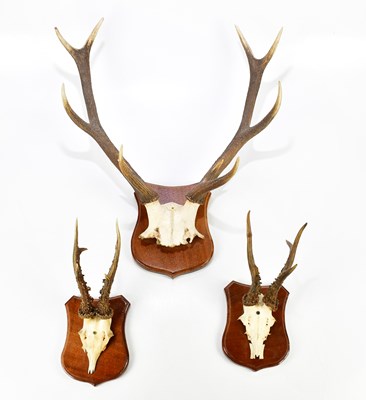 Lot 1097A - TAXIDERMY; a ten point set of antlers on...