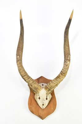 Lot 1098A - TAXIDERMY; a set of ibex antlers on shield...