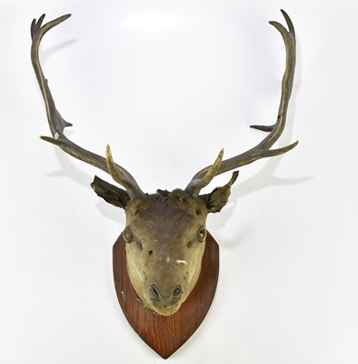 Lot 1101A - TAXIDERMY; a mounted stag's head with antlers...