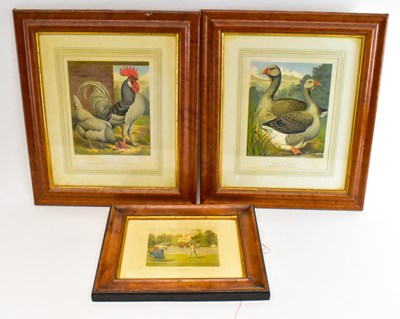 Lot 292 - Two maple framed prints from Cassells Poultry...