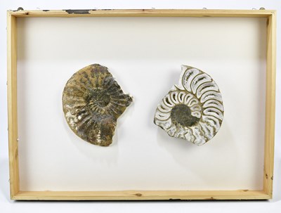 Lot 250 - Two cross sections of an ammonite fossil, framed.