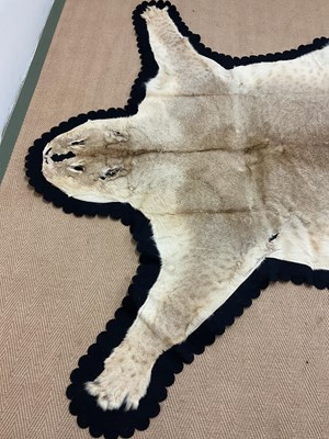 Lot 66 - A lioness (panthera leo) felt backed rug,...