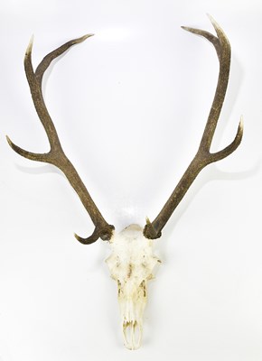 Lot 1100A - TAXIDERMY; a set of antlers on skull, height...