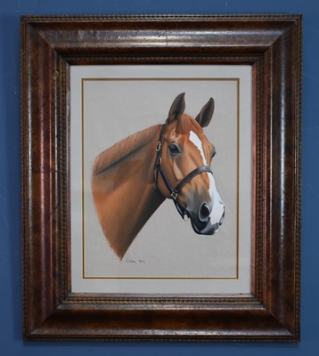 Lot 2475 - LINDSAY HILL; pastel, portrait of a horse, 42...