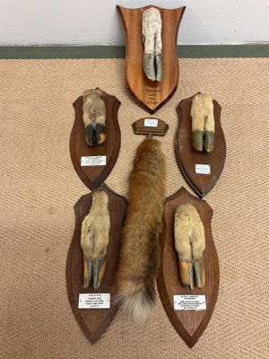 Lot 67 - Five shield mounted deer slots and a Basil's...