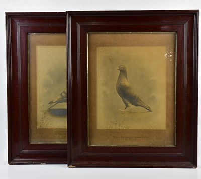 Lot 2422 - Two early 20th century photographs of pigeons,...