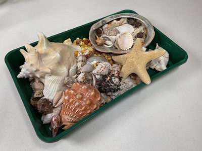 Lot 75 - A group of collectors' items including shells,...
