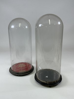 Lot 207 - Two glass domes with ebonised bases, larger...