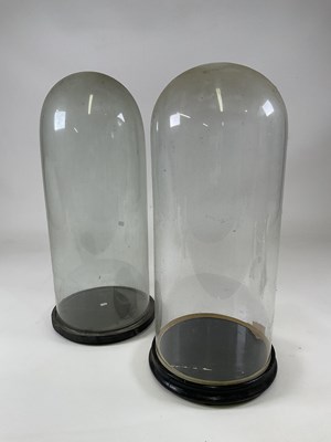 Lot 192 - Two glass domes with ebonised bases, larger...