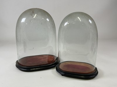 Lot 200 - Two glass domes with ebonised and velvet lined...