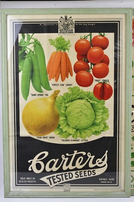 Lot 1253 - CARTERS TESTED SEEDS; four advertising posters,...