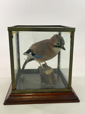 Lot 125 - TAXIDERMY; a brass and mahogany display case...