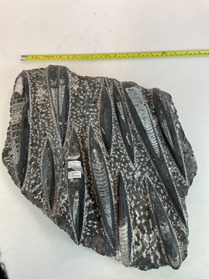 Lot 129 - An Orthoceras fossil formation from the...