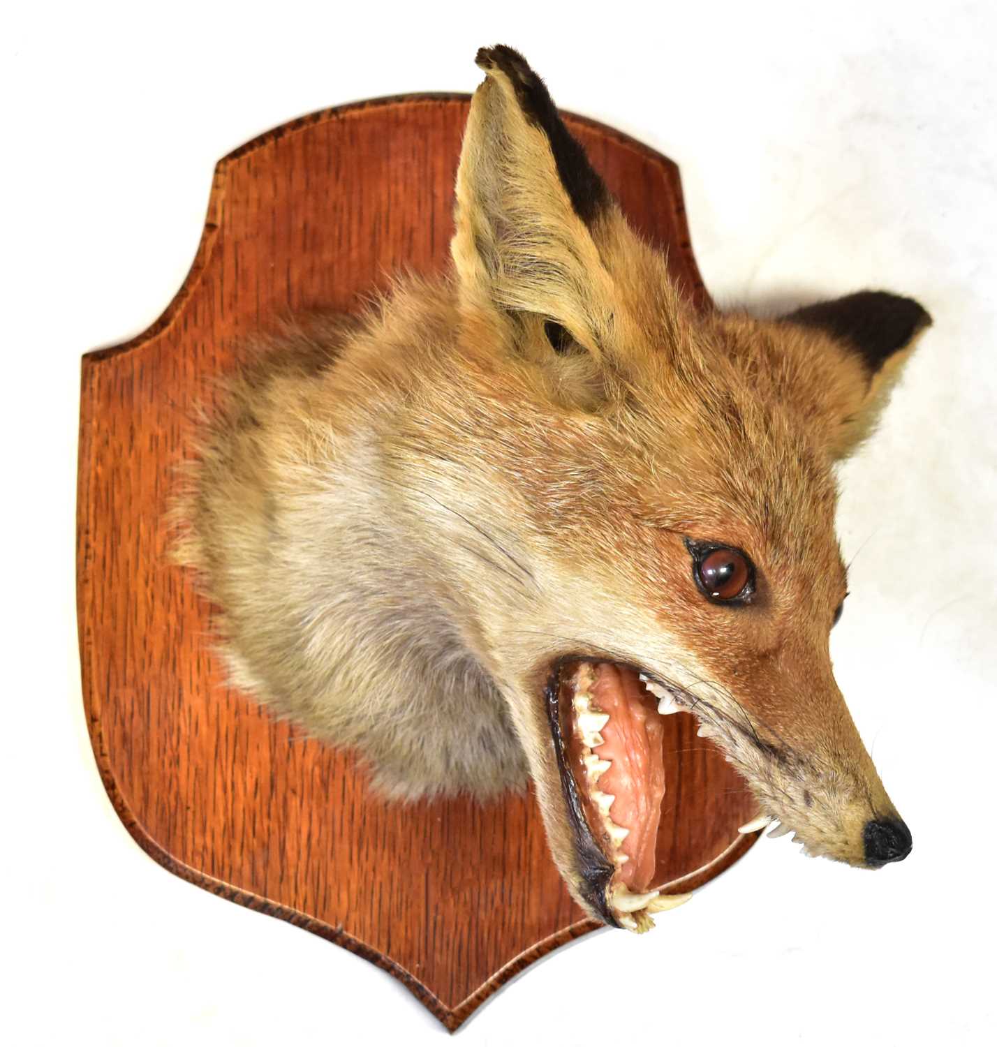 Lot 391 - A taxidermy fox head on an oak shield-shaped