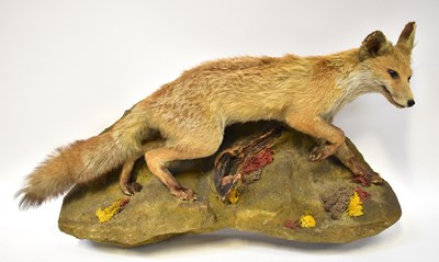 Lot 394 - A taxidermy of a young vixen, on a...