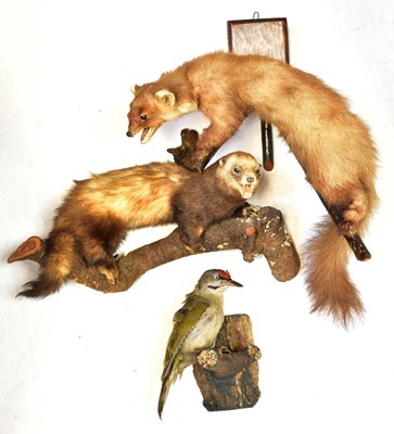 Lot 392 - Four taxidermy animals, comprising a European...