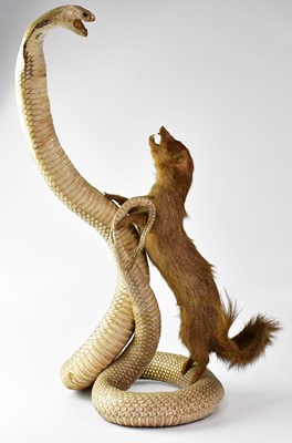 Lot 451 - A taxidermy of a rearing cobra snake and a...