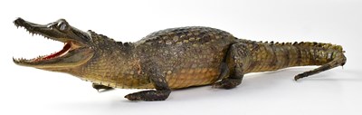 Lot 450 - A taxidermy caiman, length approx. 65cm (af).