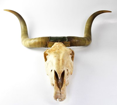 Lot 393 - A pair of cow horns, width approx. 90cm and a...