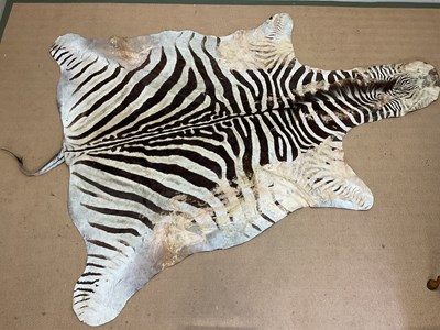 Lot 190 - A Zebra (Equus Burchellii) skin rug. 160cm...