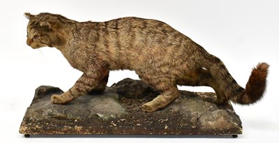 Lot 395 - A Victorian taxidermy of a wild cat (felis...