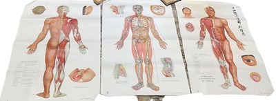 Lot 265 - A group of six anatomical posters, each 106 x...