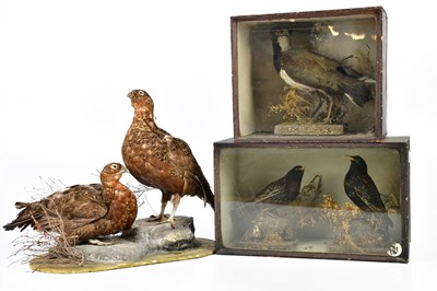 Lot 802 - Two early 20th century stained wood taxidermy...