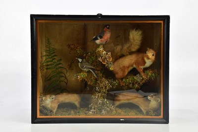 Lot 803 - TAXIDERMY; a cased group of a red squirrel,...