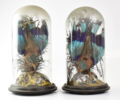 Lot 384 - A pair of Victorian taxidermy India Roller...