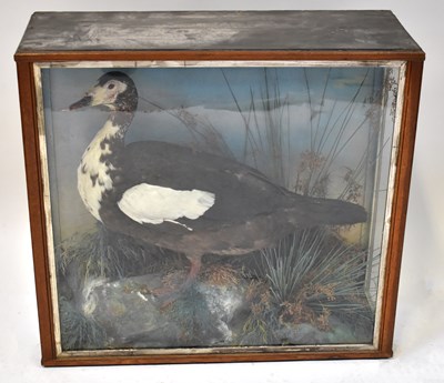 Lot 385 - A Victorian taxidermy goose on a naturalistic...