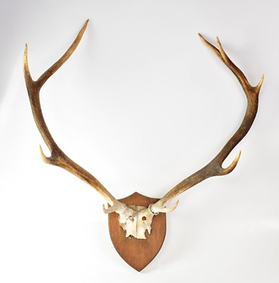 Lot 383 - A pair of deer antlers mounted on a...