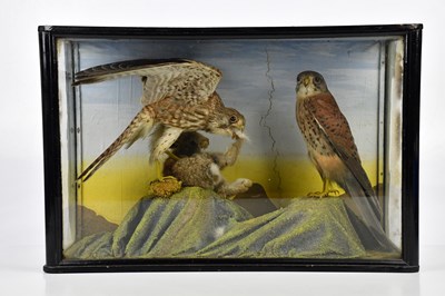 Lot 804 - TAXIDERMY; a case containing two kestrels and...