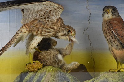 Lot 804 - TAXIDERMY; a case containing two kestrels and...