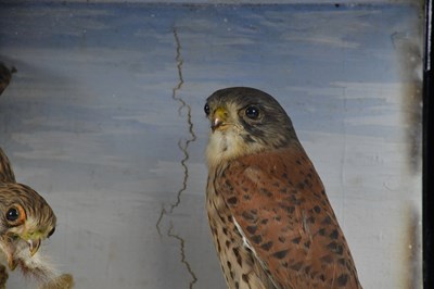 Lot 804 - TAXIDERMY; a case containing two kestrels and...