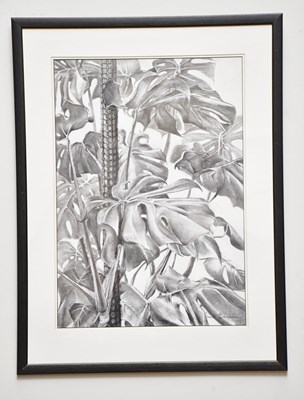 Lot 276 - JUNE BEVAN; charcoal drawing, 'Monstera...