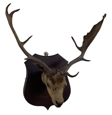 Lot 391 - TAXIDERMY; a wall hung fallow deer.